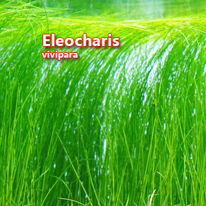 Eleocharis vivipara